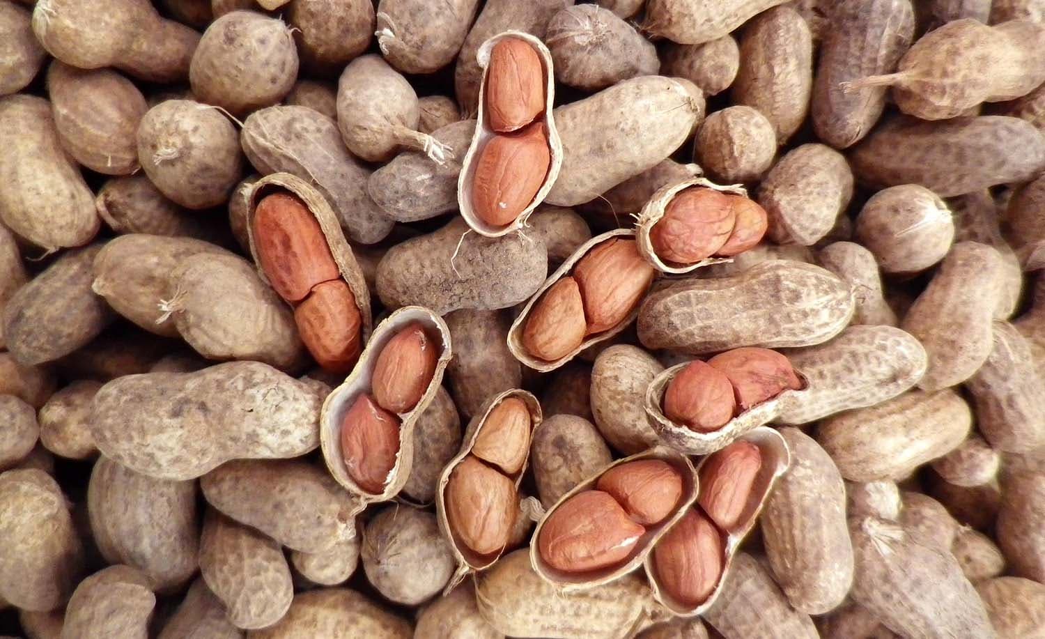 بادام زمینی کیلویی — تصویر ۳
