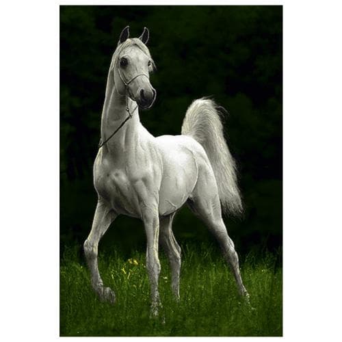 حیوانات مدل اسب کد 26057