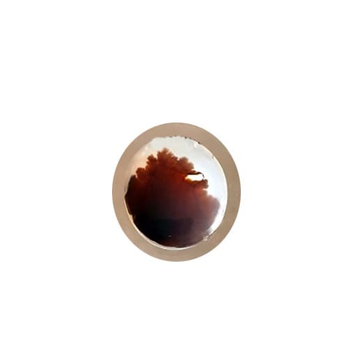شجر T19