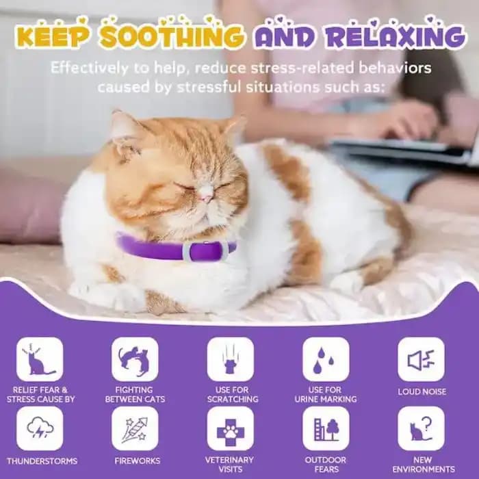 قلاده آرامبخش گربه اویمال رنگ بنفش Oimmal Calming Collar for Cats — تصویر ۲