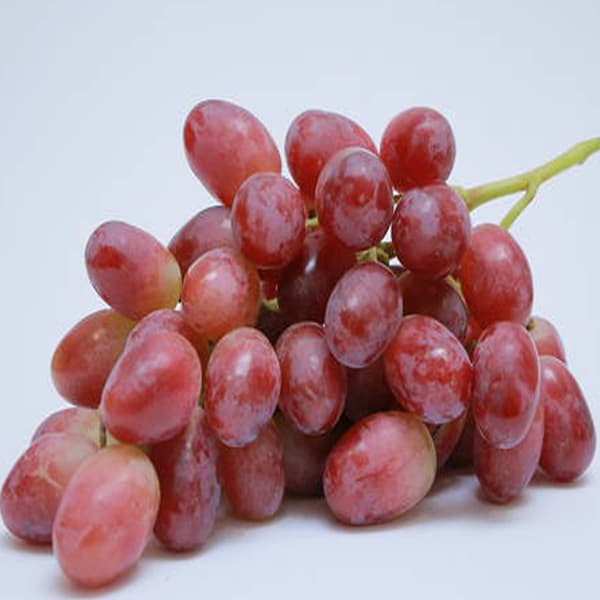 نهال انگور سرخ فخری ( شاهرودی )