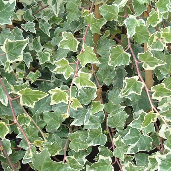 گل رونده پاپیتال ابلق — تصویر ۴
