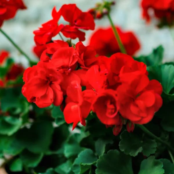 گل شمعدانی هلندی — تصویر ۲