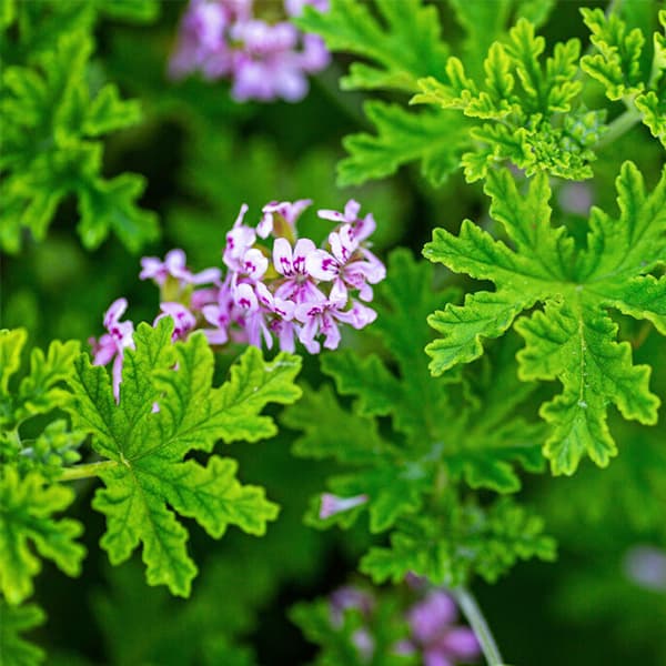 گل شمعدانی عطری — تصویر ۴