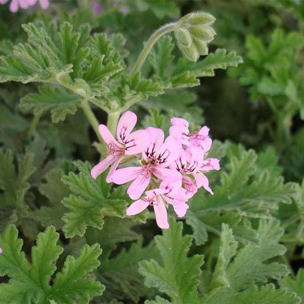 گل شمعدانی عطری — تصویر ۷