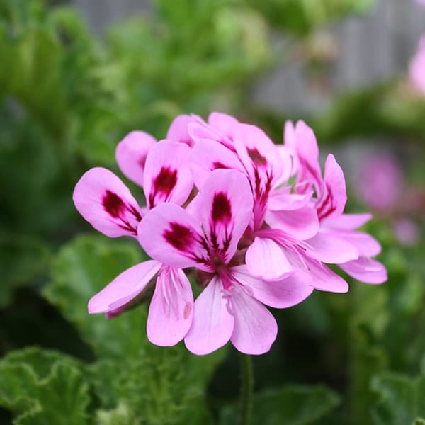 گل شمعدانی عطری — تصویر ۵