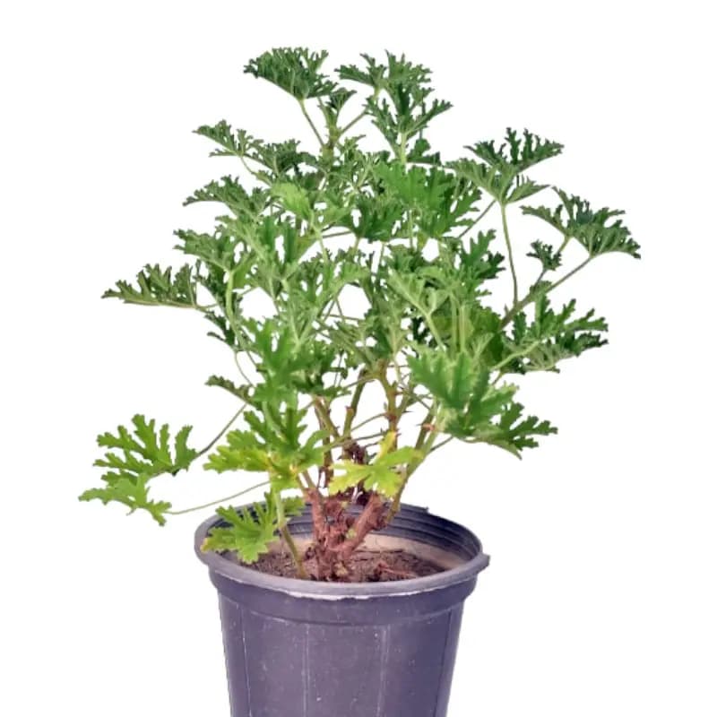 گل شمعدانی عطری — تصویر ۸