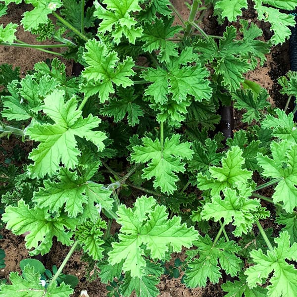 گل شمعدانی عطری — تصویر ۲