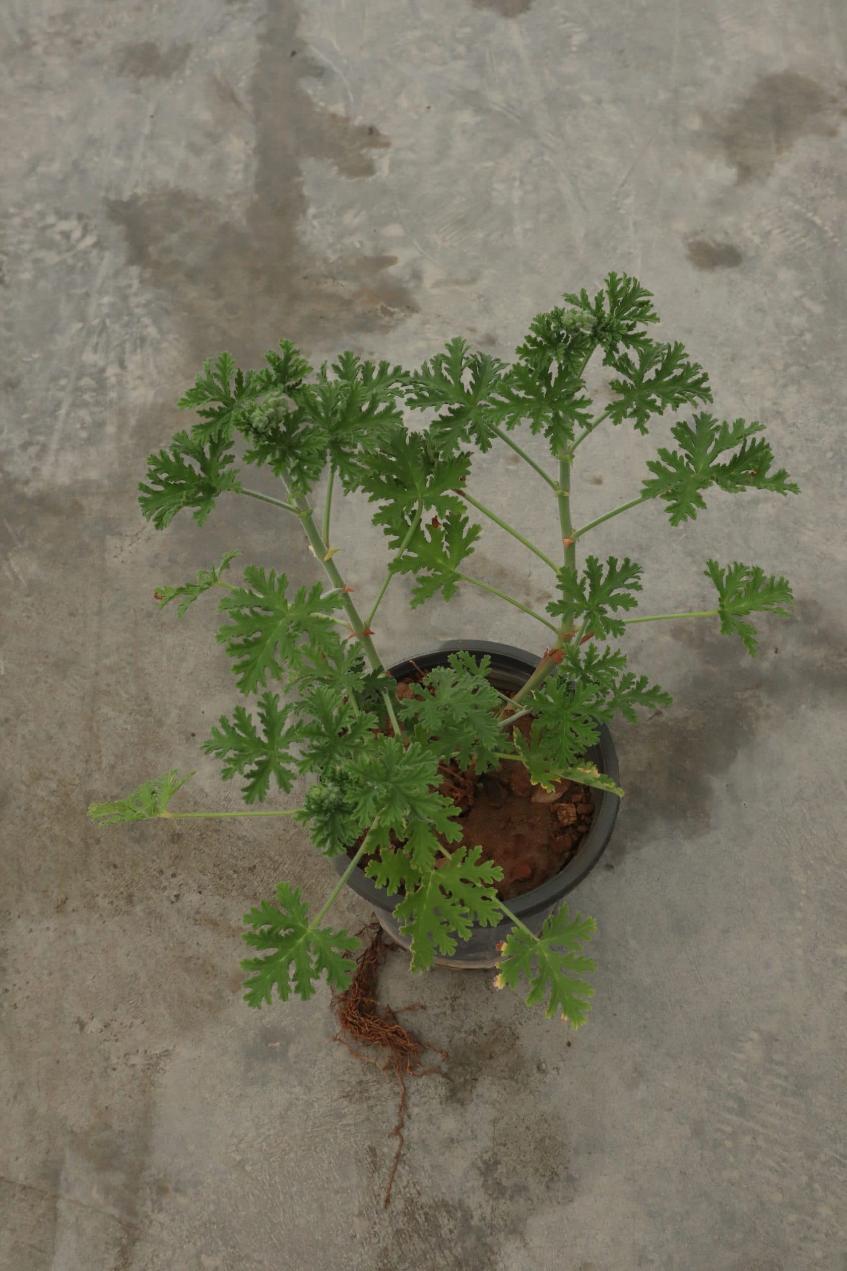 گل شمعدانی عطری — تصویر ۹