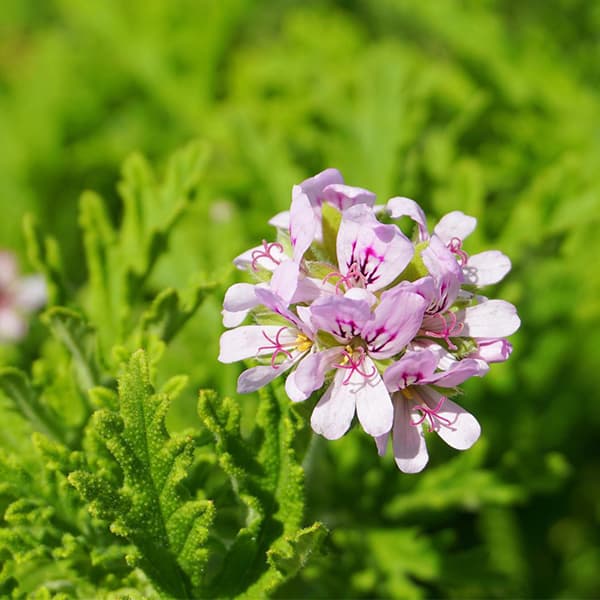 گل شمعدانی عطری — تصویر ۶