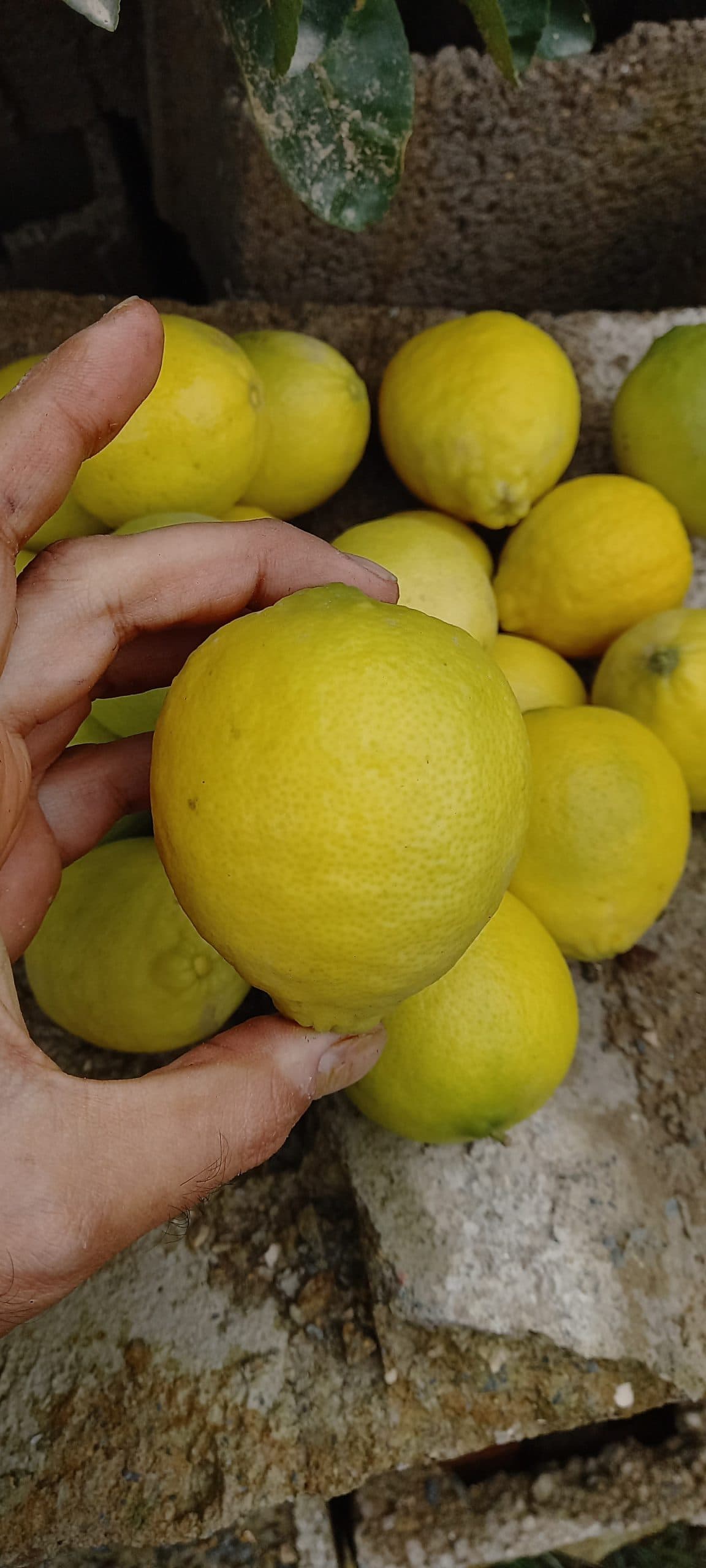 نهال لیمو ترش پرشین لایم — تصویر ۲