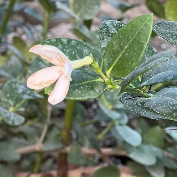 نهال آلو ناتال — تصویر ۴
