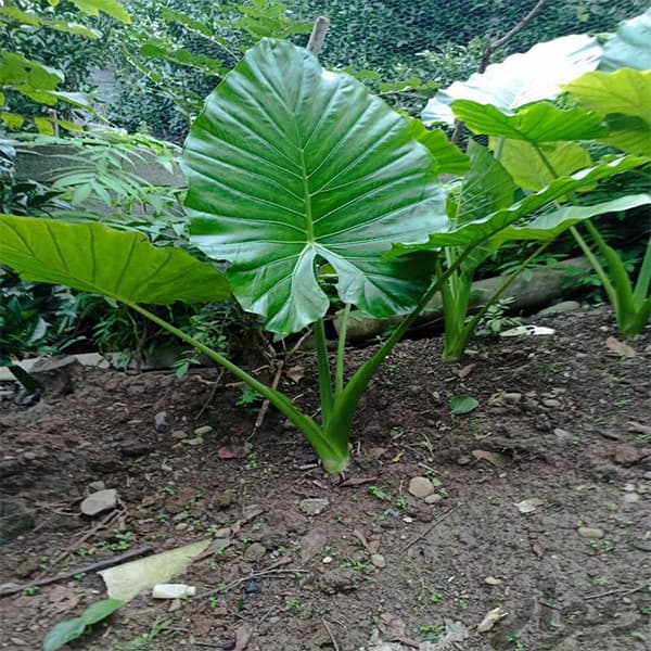 بابا آدم سبز — تصویر ۲