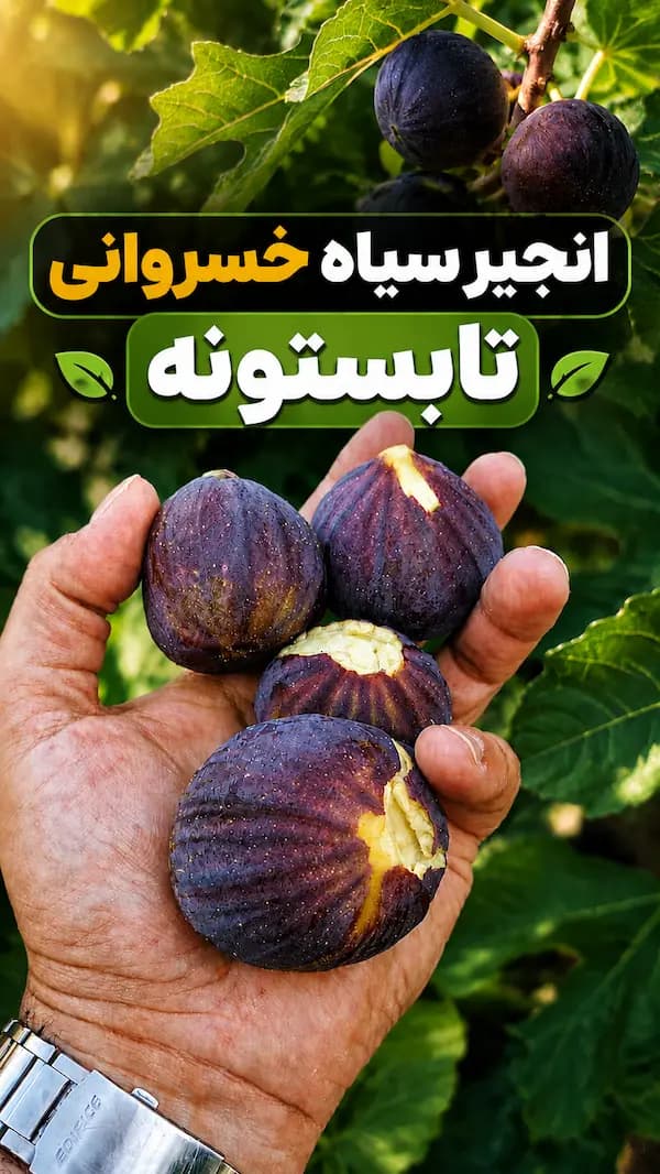 نهال انجیر سیاه خسروی — تصویر ۴