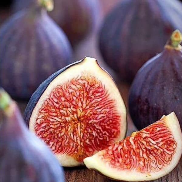 نهال انجیر سیاه خسروی — تصویر ۲