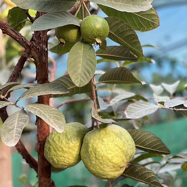 نهال گواوا کینگ
