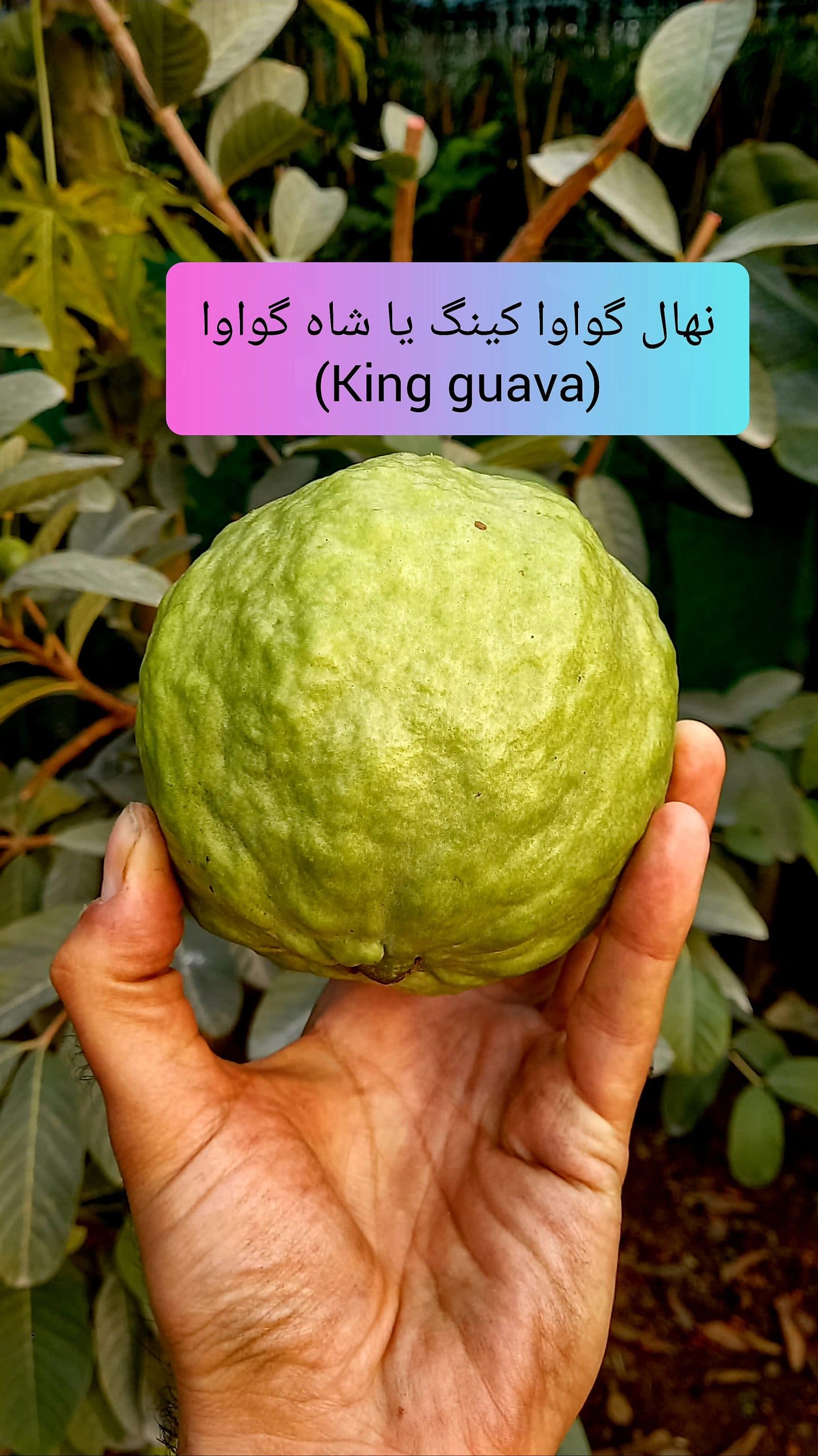 نهال گواوا کینگ — تصویر ۲