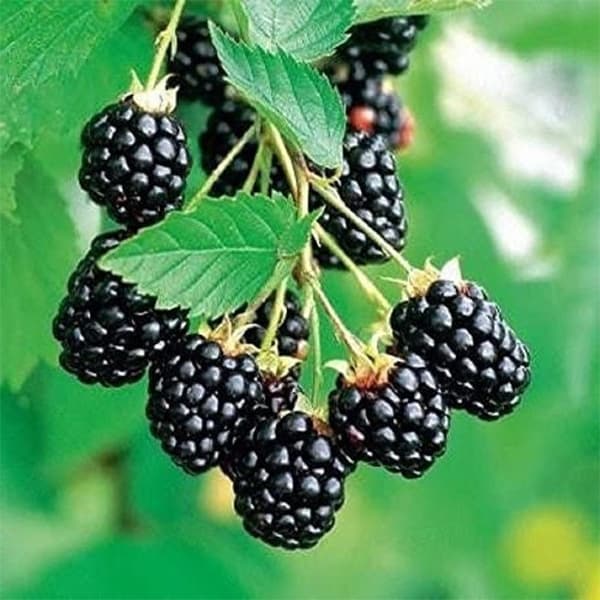 بوته بلک بری آراپائو
