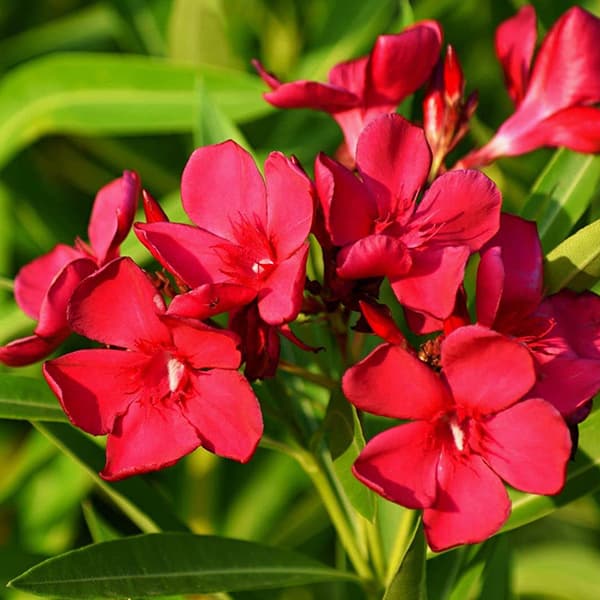درختچه گل خرزهره قرمز