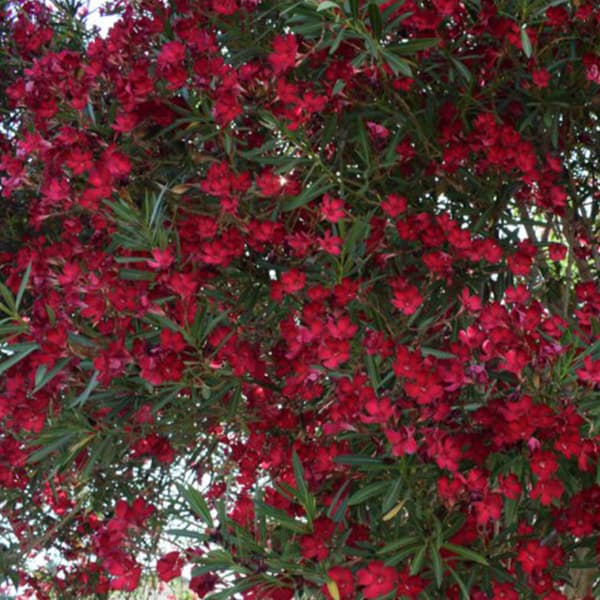 درختچه گل خرزهره قرمز — تصویر ۳