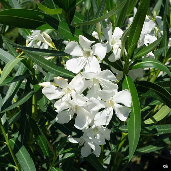 درختچه گل خرزهره سفید — تصویر ۳