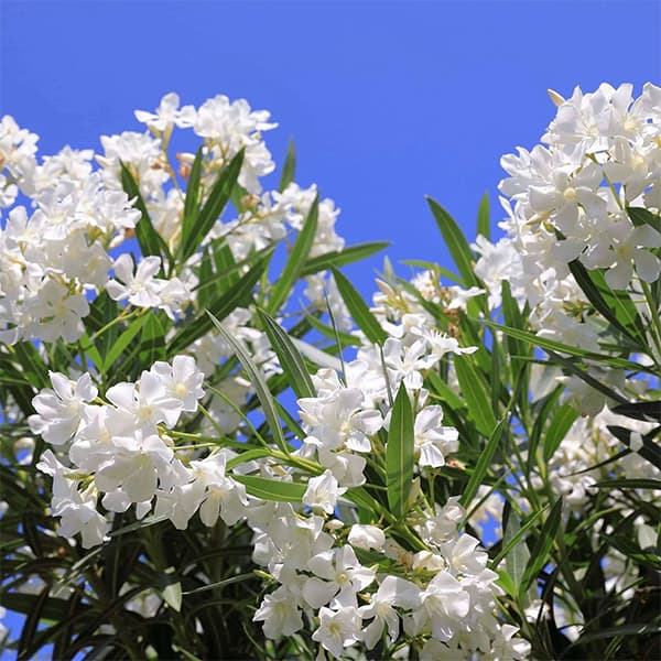 درختچه گل خرزهره سفید