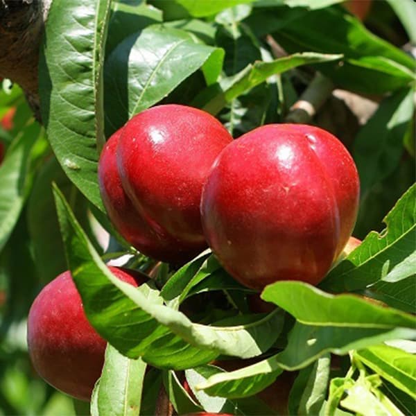 نهال شلیل حسن پوری