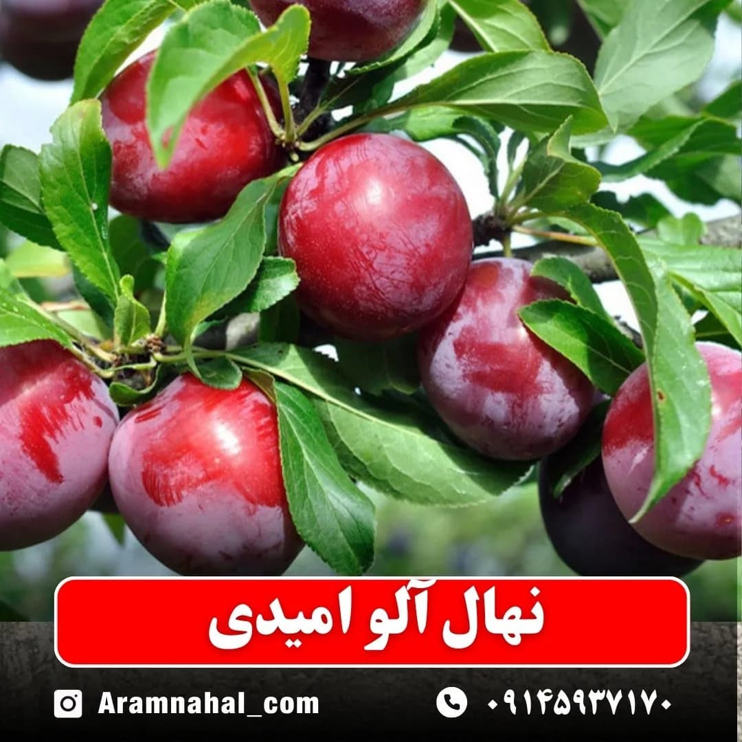نهال آلو امیدی — تصویر ۲