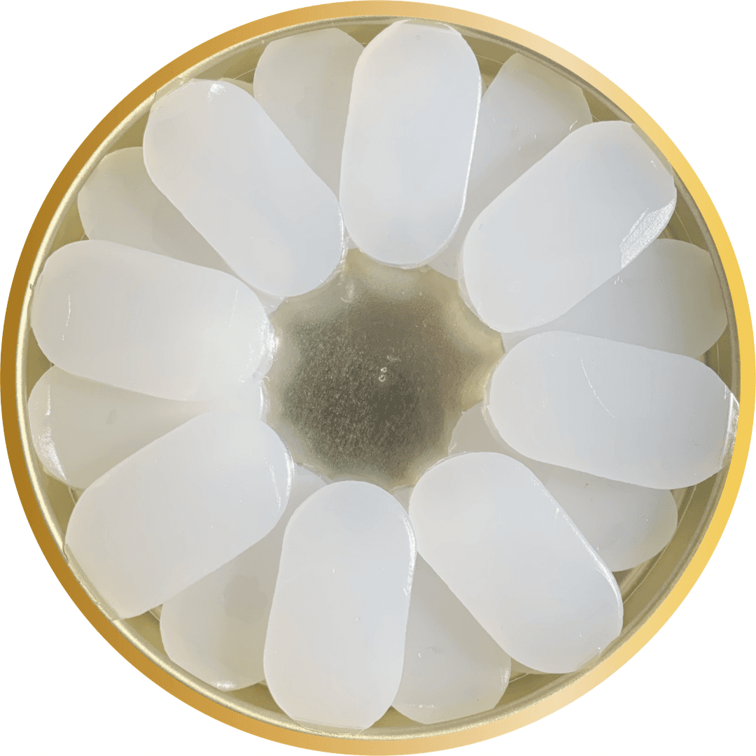 محافظ گوش ژله ای دوازده جفت CLEVER plus — تصویر ۲