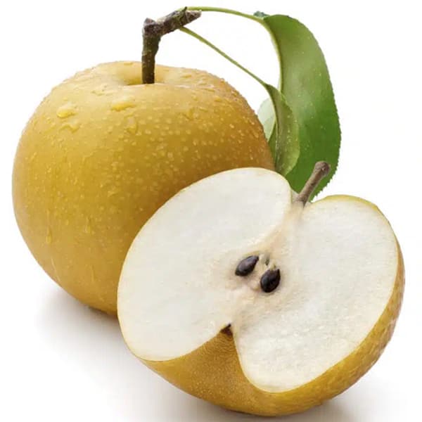 نهال گلابی پرتقالی ( ناشی )