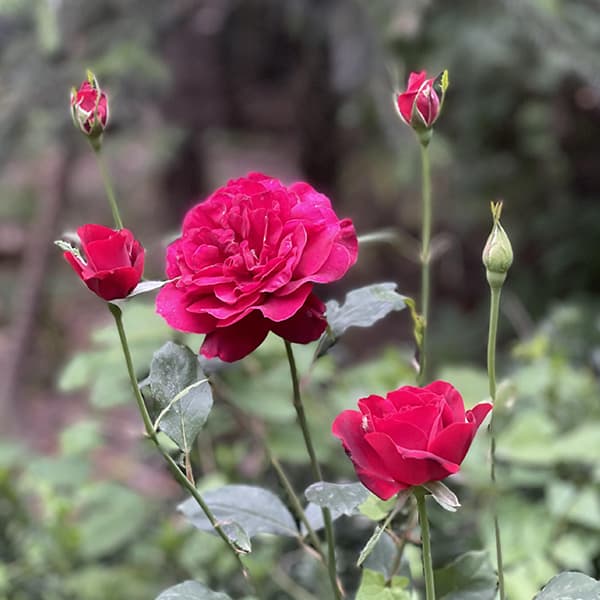 گل رز قرمز باغچه ای ایرانی