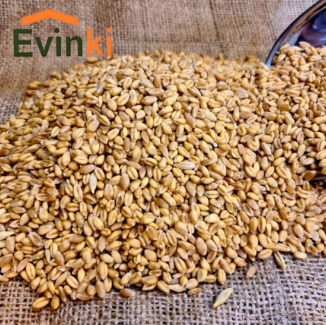 گندم مخصوص دندونی ۱ کیلو