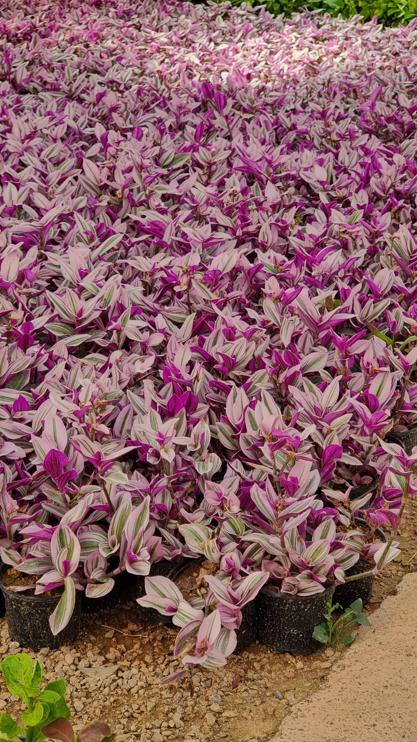 برگ بیدی نانوک — تصویر ۲