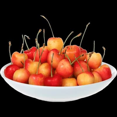 نهال گیلاس فرنگی — تصویر ۲