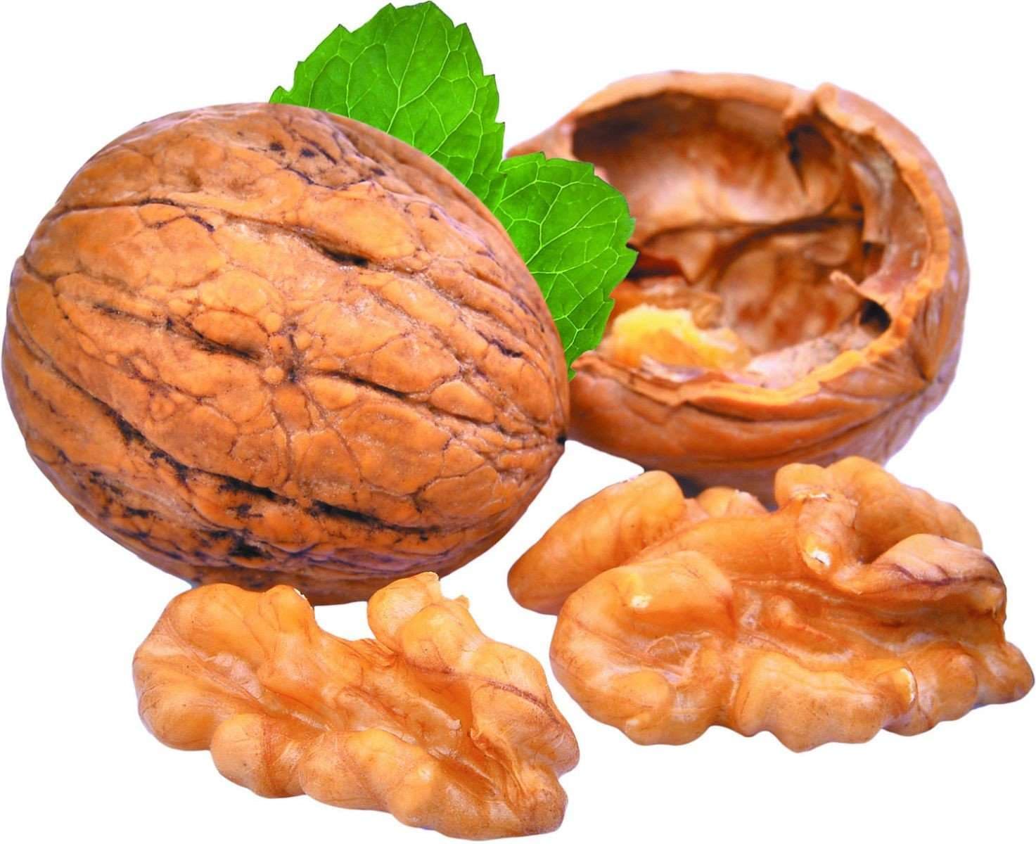 نهال گردو پیوندی 5 ساله