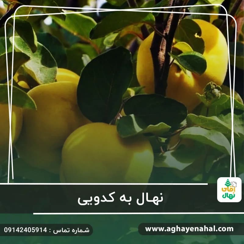 نهال به کدویی