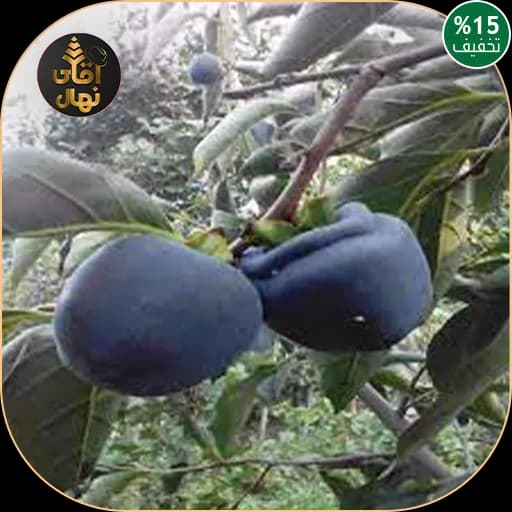 نهال خرمالو سیاه