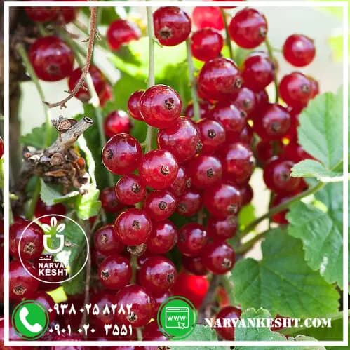 نهال انگور رد کارنت — تصویر ۲