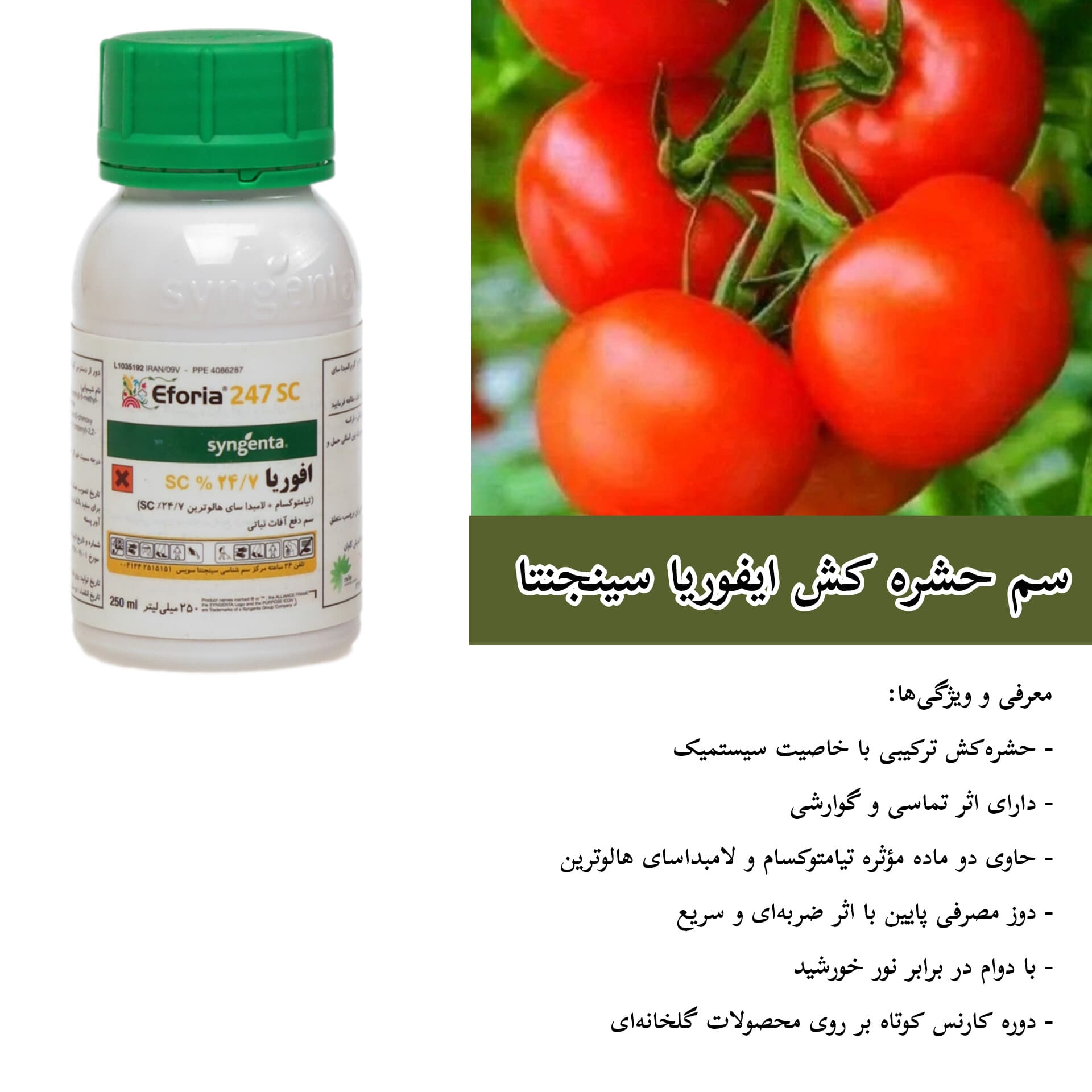 سم حشره کش ایفوریا سینجنتا ۲۵۰ سی سی — تصویر ۲