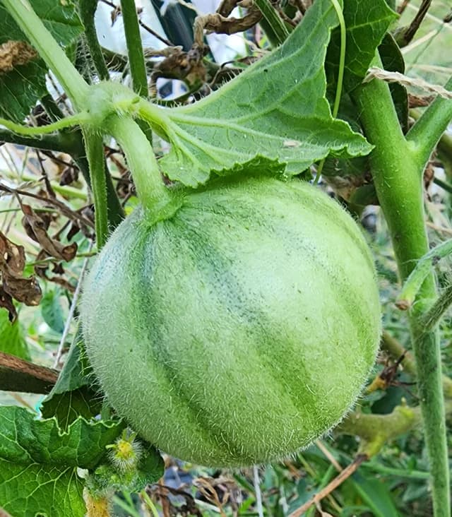 بذر خانگی خیار گرد کاروسل نوتریکا — تصویر ۳