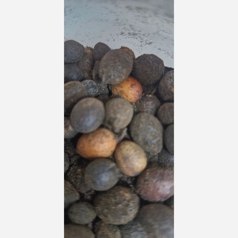 حب الغار 75 گرم