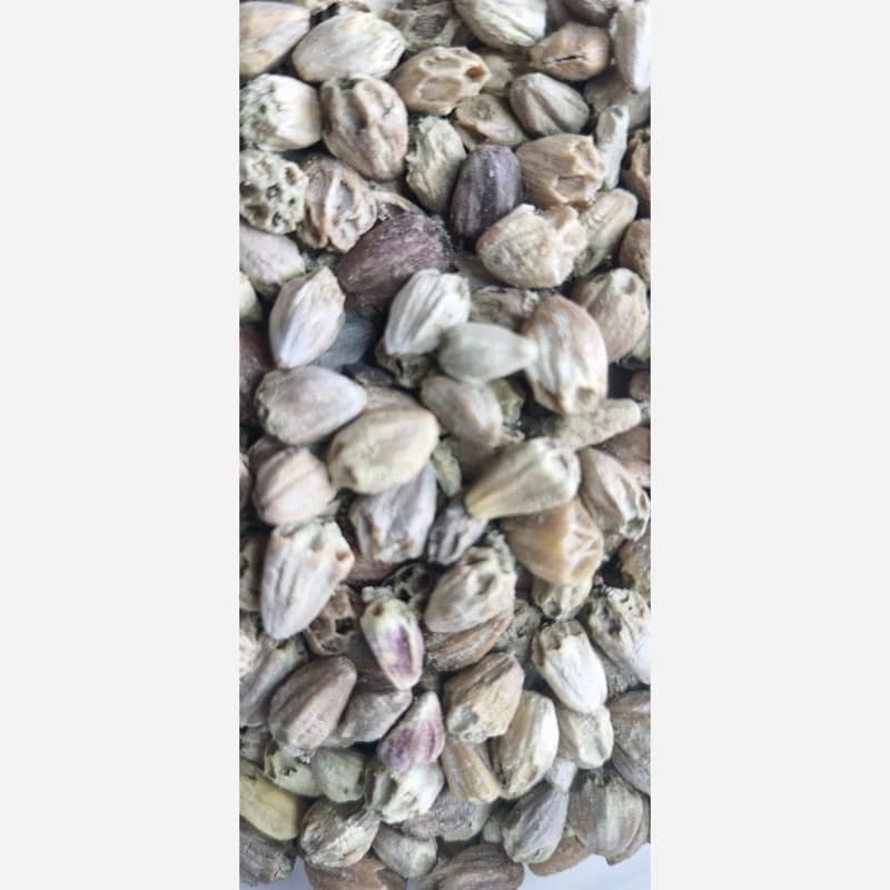تخم کنگر فرنگی 75 گرم
