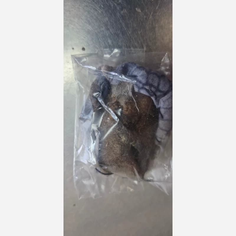 ناموس کفتار یک عدد
