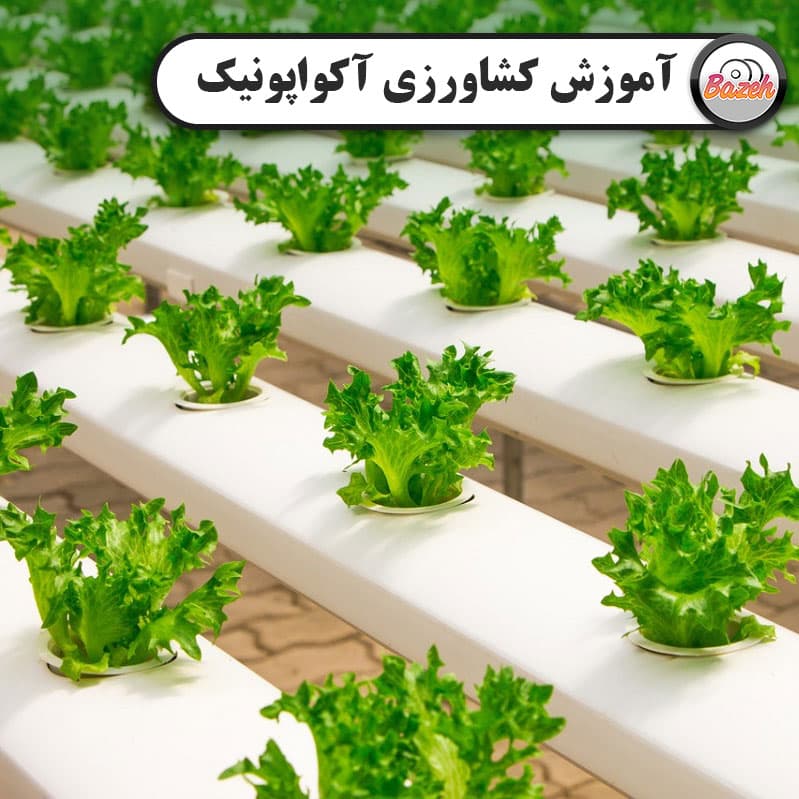 آموزش آکواپونیک : پرورش همزمان ماهی و گیاه : نسخه دانلودی