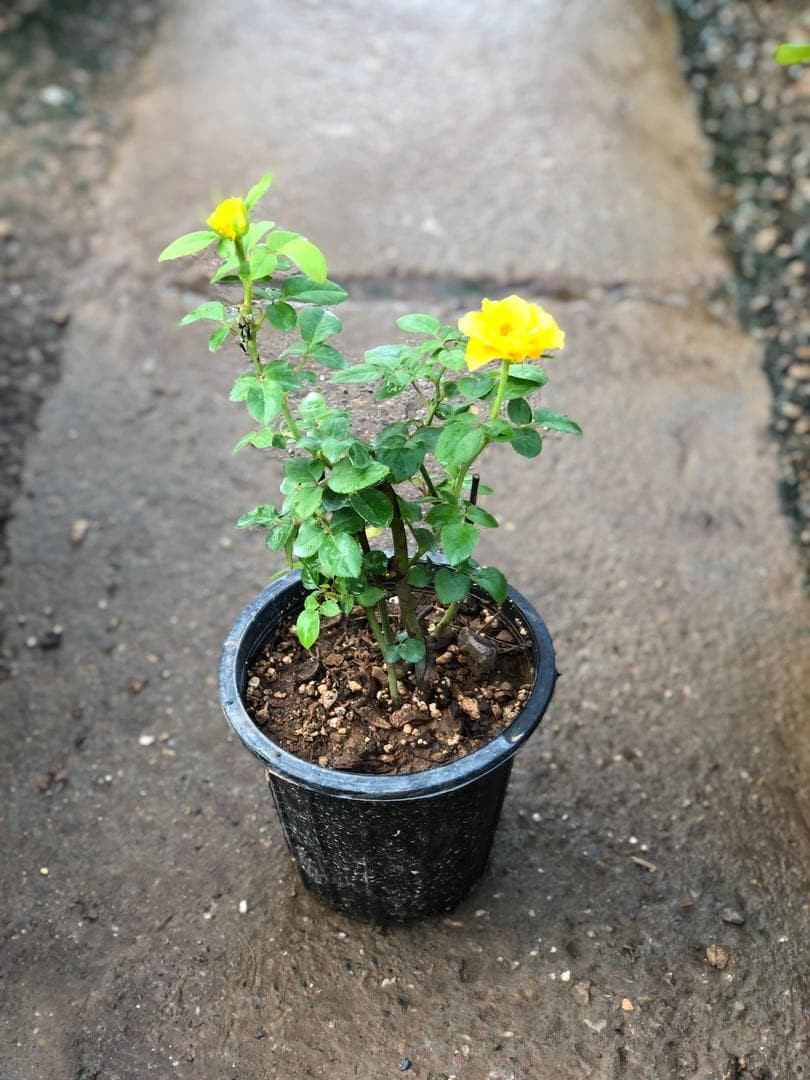 گل رز هلندی پا کوتاه — تصویر ۵