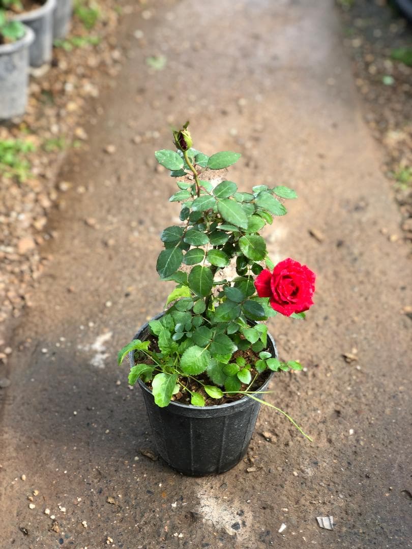گل رز هلندی پا کوتاه — تصویر ۲