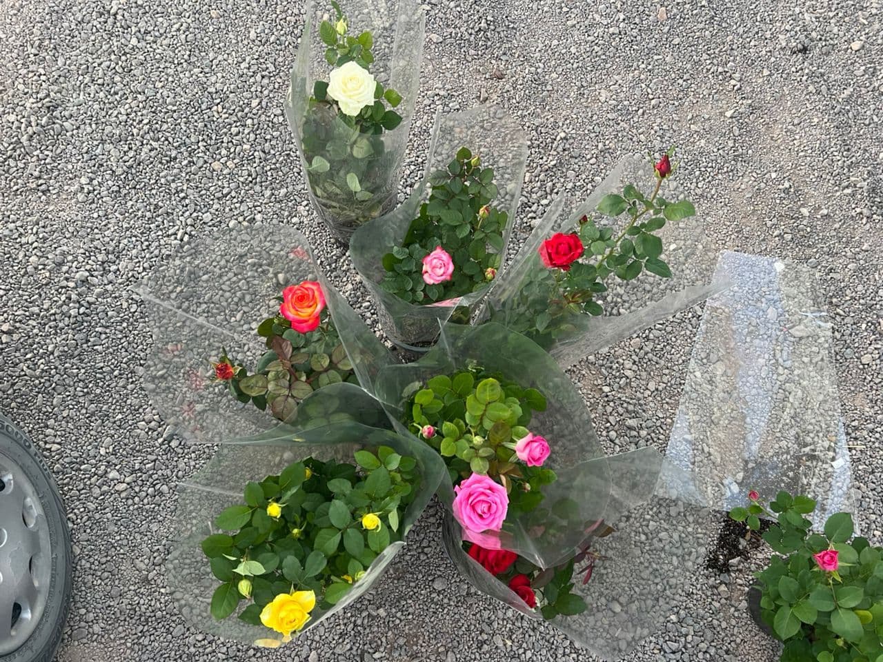 گل رز هلندی پا کوتاه — تصویر ۴