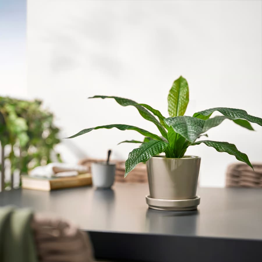 گیاه گلدانی مصنوعی IKEA FEJKA قطر 12 ایکیا — تصویر ۳