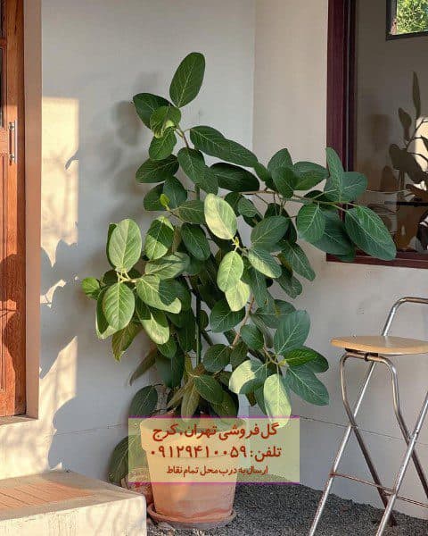 فیکوس هندی مناسب برای دکور فضاهای تجاری