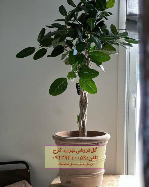 فیکوس هندی برای فضای تراس